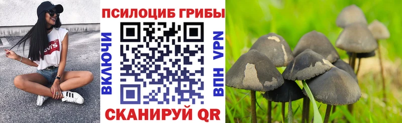 Псилоцибиновые грибы Psilocybe  Краснотурьинск 